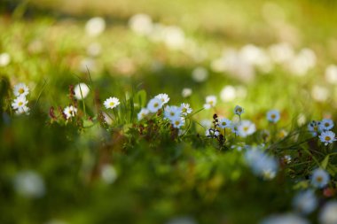 güneşli gün çayır üzerinde büyüyen Beyaz yaz çiçek 