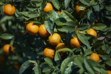 Olgun portakal mandalina mandalina ağacı