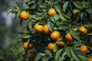Olgun portakal mandalina mandalina ağacı