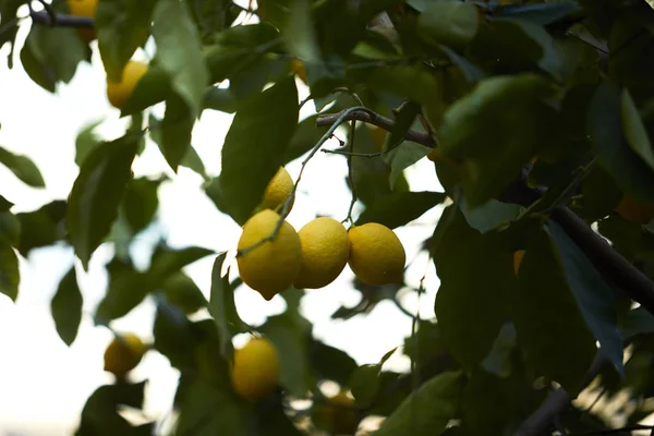 lemon tree branches with ripe lemons