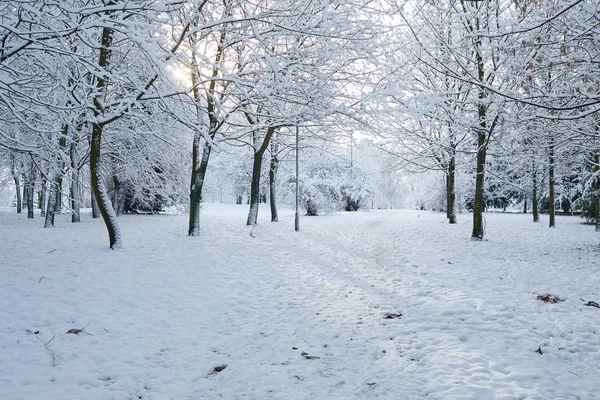 Hermoso Parque Invierno Con Árboles Cubiertos Nieve — Foto de Stock
