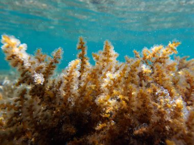 Deniz güzel tropikal mercan