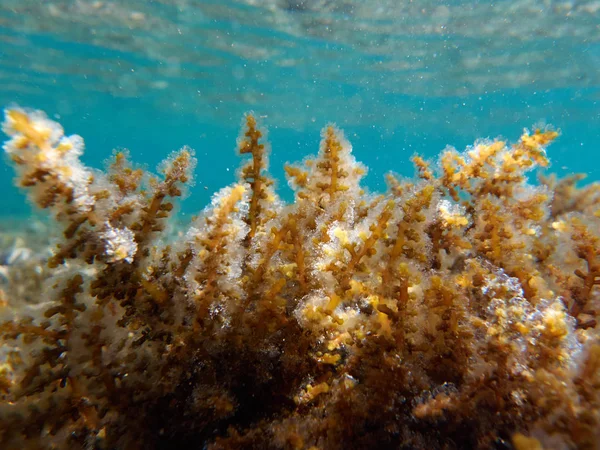 Deniz güzel tropikal mercan