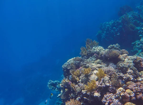 Beautiful Coral Reef Red Sea — Stock Photo, Image