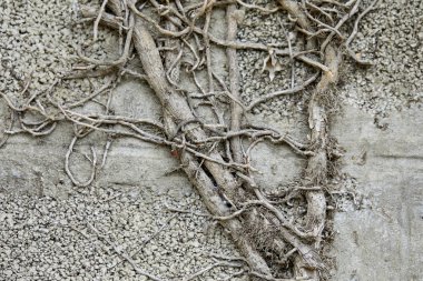 Eski duvarda bitkinin gri dallar Kuru