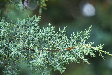 yeşil yemyeşil iğne yapraklı ağaç dallarında yakın çekim 