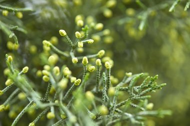 yeşil yemyeşil iğne yapraklı ağaç dallarında yakın çekim 