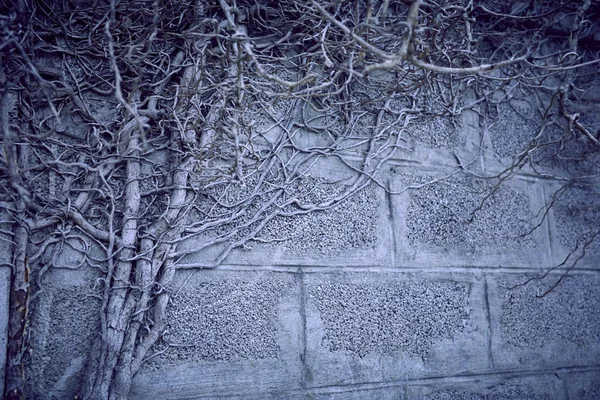 Eski Duvarda Bitkinin Gri Dallar Kuru — Stok fotoğraf