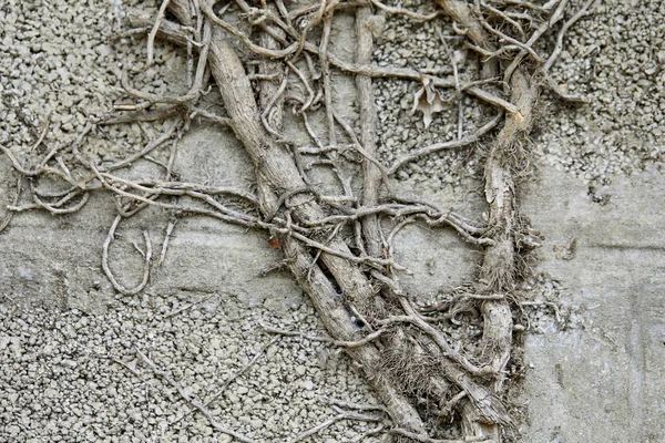 Eski duvarda bitkinin gri dallar Kuru