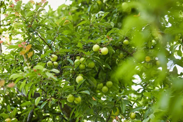 Ciruelo Verde Arbol () Ciruelo Verde Arbol