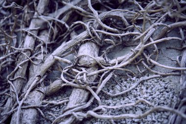 Bitkinin kuru gri dalları, sonbahar konsepti 