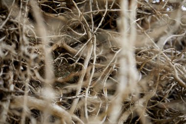 Bitkinin kuru gri dalları, sonbahar konsepti 