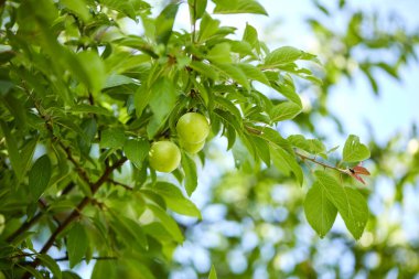 ağaç dalları ile genç yeşil erik, yaz konsepti  