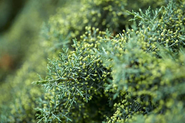Grüne Üppige Äste Von Nadelbäumen Nahaufnahme — Stockfoto