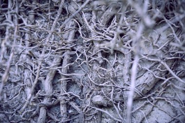 Bitkinin kuru gri dalları, sonbahar konsepti 