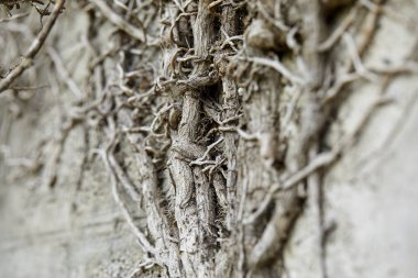 Bitkinin kuru gri dalları, sonbahar konsepti 