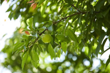 ağaç dalları ile genç yeşil erik, yaz konsepti  