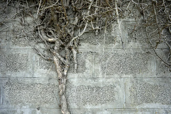 Bitkinin kuru gri dalları, sonbahar konsepti 