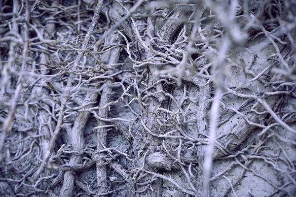 Bitkinin kuru gri dalları, sonbahar konsepti 