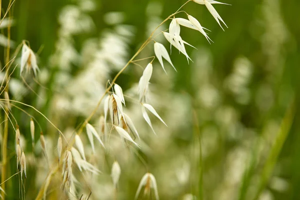 Wild Oat Grass Blurred Meadow — Stock Photo, Image