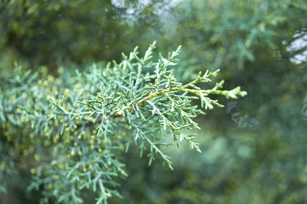 Gröna Lummiga Grenar Barrträd Närbild — Stockfoto