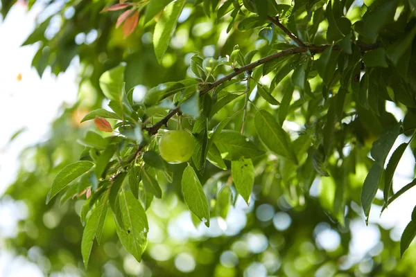 ağaç dalları ile genç yeşil erik, yaz konsepti  