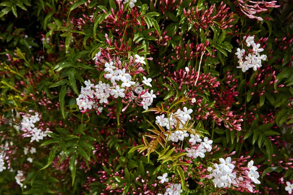 Sommaräng Med Vackra Blommor Närbild — Stockfoto