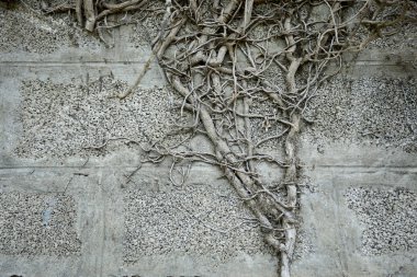 Bitkinin kuru gri dalları, sonbahar konsepti 