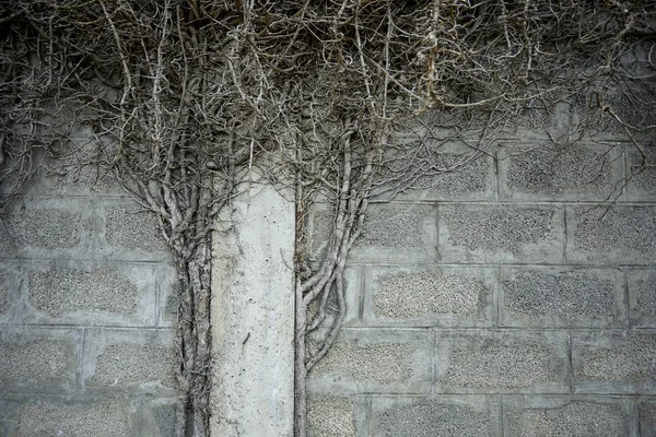 Dry Grey Branches Plant Autumn Concept — Stock Photo, Image