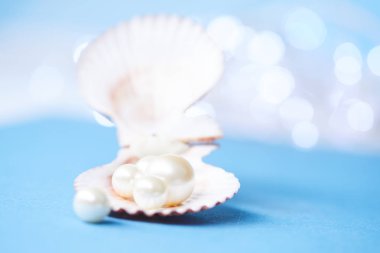 pearls in open shell  clipart