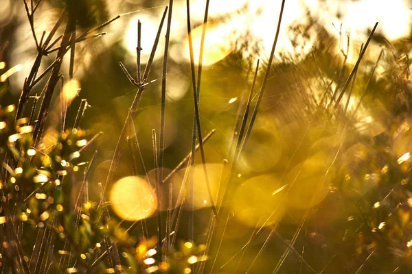 Autumn Tree Branches Bokeh Background — Stock Photo, Image