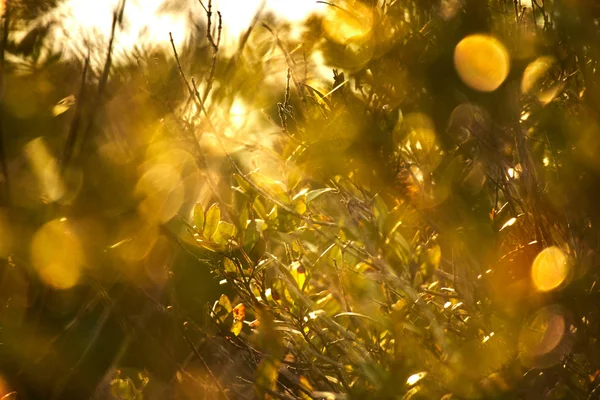 Autumn Tree Branches Bokeh Background — Stock Photo, Image