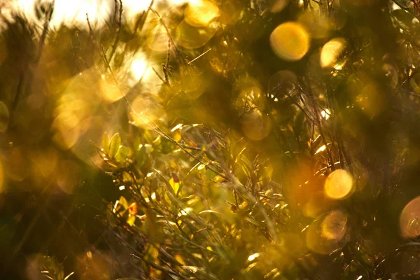 Autumn Tree Branches Bokeh Background — Stock Photo, Image