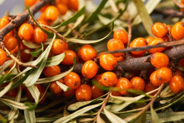 Deniz topalak Şubesi çilek, yakın çekim