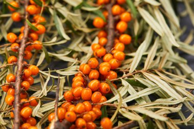 Deniz topalak Şubesi çilek, yakın çekim