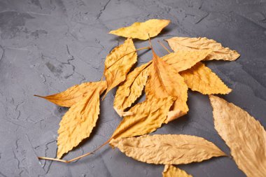 gri beton zemin üzerine sonbahar yaprakları