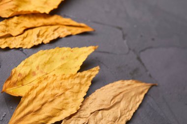 gri beton zemin üzerine sonbahar yaprakları