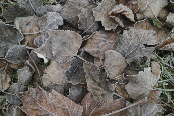 Close View Autumn Leaves Covered Hoarfrost — Stock Photo, Image