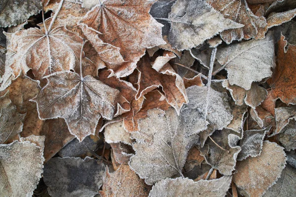 Vue Rapprochée Des Feuilles Automne Couvertes Givre — Photo