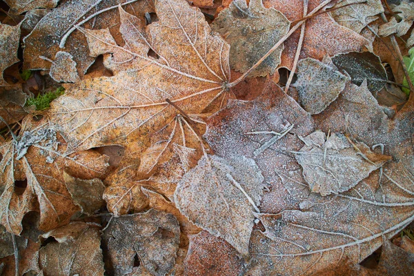 Nahaufnahme Der Mit Raureif Überzogenen Herbstblätter — Stockfoto