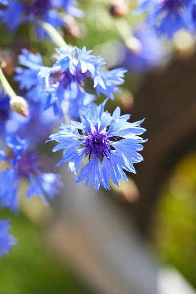 Fechar Vista Flores Azuis Frescas Flores Milho — Fotografia de Stock