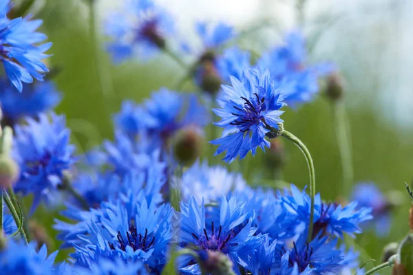 Vista Cercana Flores Azules Frescas Acianos —  Fotos de Stock