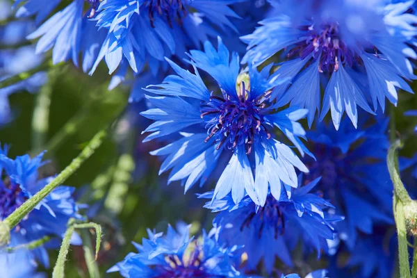 Weergave Van Verse Blauwe Bloemen Van Korenbloemen Sluit — Stockfoto