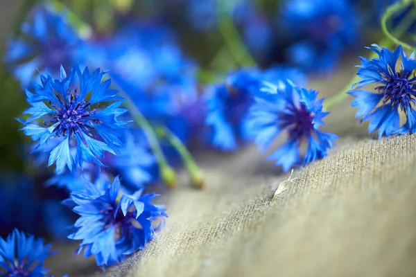 Vista Cercana Flores Azules Frescas Acianos — Foto de Stock