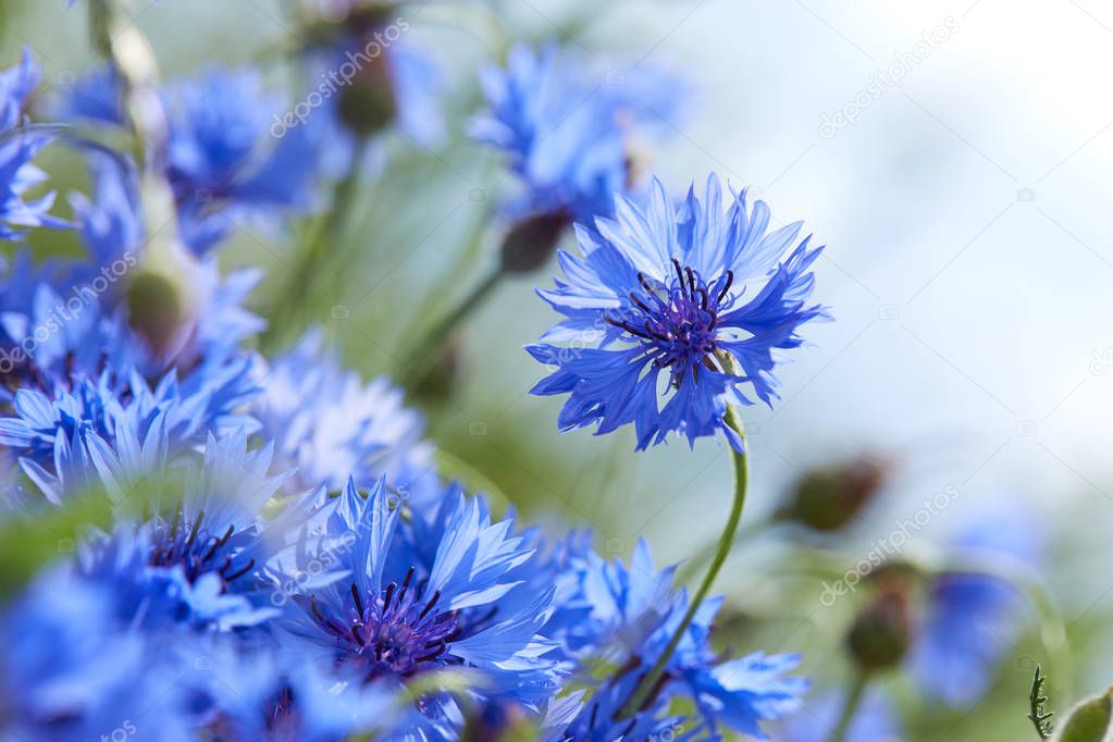 Close view of fresh blue flowers of cornflowers