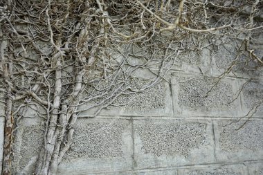 Bitkinin kuru gri dalları, sonbahar konsepti 