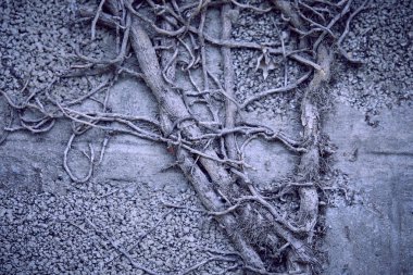 Bitkinin kuru gri dalları, sonbahar konsepti 