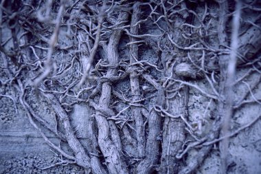 Bitkinin kuru gri dalları, sonbahar konsepti 