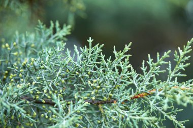 Yeşil yemyeşil şube iğne yapraklı ağaç görünümü Kapat