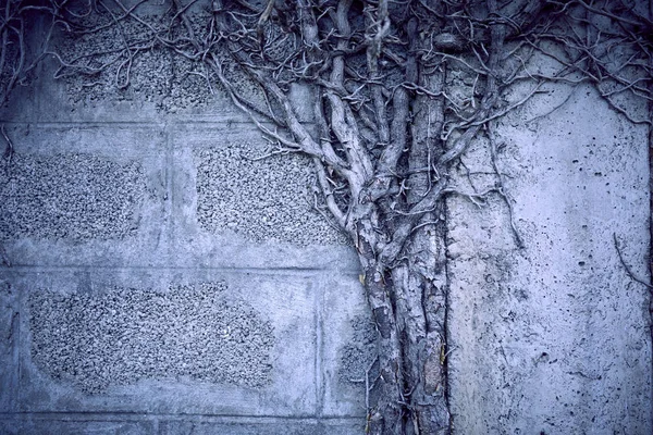 Trockene Graue Zweige Der Pflanze Herbstkonzept — Stockfoto
